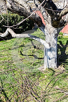 pruned branches of apple tree on green lawn