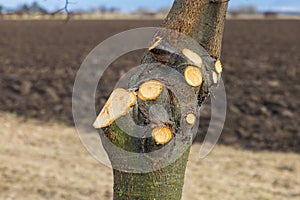 Pruned branches on a tree trunk. Autumn pruning