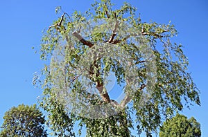 Pruned Chinese Elm Ulmus parvifolia in Laguna Woods, California.