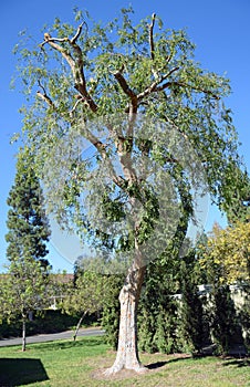 Pruned Chinese Elm Ulmus parvifolia in Laguna Woods, California.