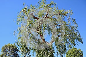 Pruned Chinese Elm Ulmus parvifolia in Laguna Woods, California. photo