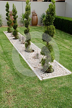 Pruned conifer shrubs