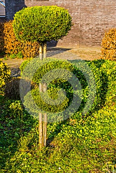 Pruned conifer tree in round circles, freshly clipped garden, backyard maintenance