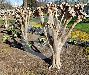 Pruned Crape Myrtle tree trunk in spring