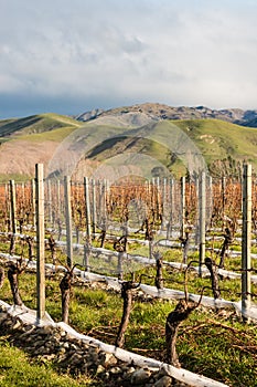 Pruned grapevine in vineyard after harvest