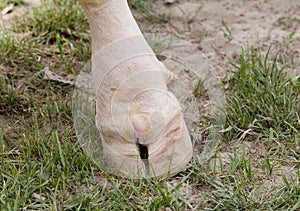 Pruned hoof