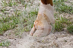 Pruned hoof