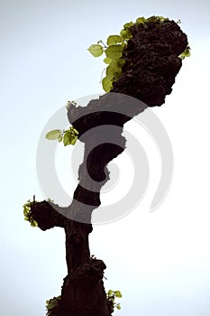 Pruned lime tree / linden Tilia europaea in spring