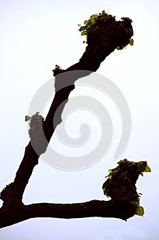 Pruned lime tree / linden Tilia europaea in spring