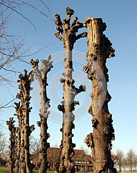 Pruned llnden trees photo