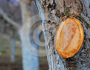 Pruned old idared apple tree
