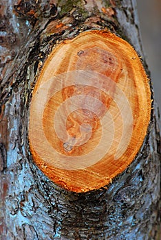 Pruned old idared apple tree