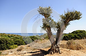 Olive Tree, Pruned, Young, Blue Water Scenery Background photo