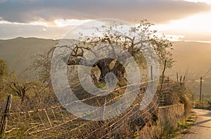A pruned olive tree at sunset