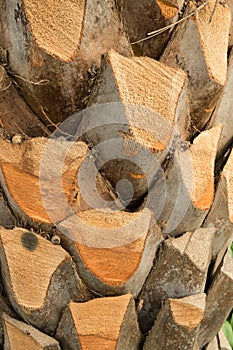 Pruned palm tree trunk