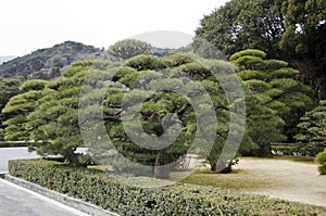 Pruned pine tree