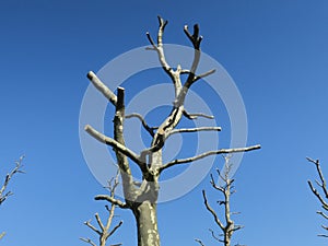Pruned plane-trees against blue sky