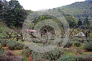 Pruned plants ready for flowering