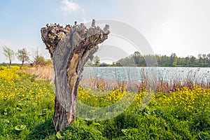 Pruned pollard willow tree