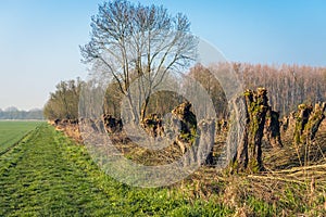 Pruned pollard willows