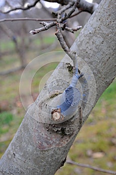 pruned and  protected apple tree in an orchard
