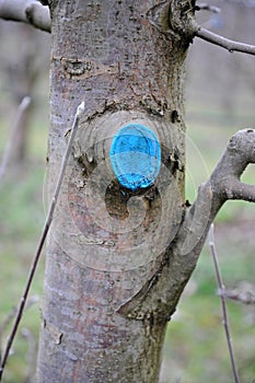 pruned and protected  apple tree in an orchard