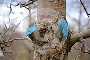 pruned and protected  apple tree in an orchard