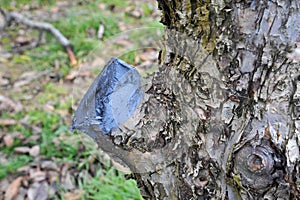 pruned and protected apple tree in an orchard