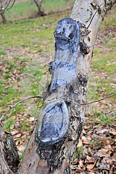 pruned and  protected apple tree in an orchard