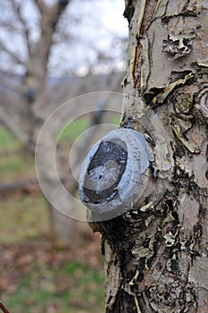 pruned and  protected apple tree in an orchard