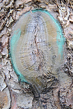 pruned and  protected apple tree in an orchard