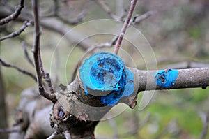 pruned and protected  apple tree in an orchard