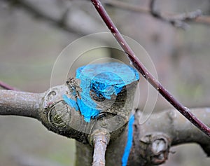 pruned  and protected apple tree in an orchard