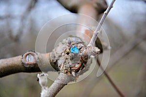 pruned  and protected apple tree in an orchard