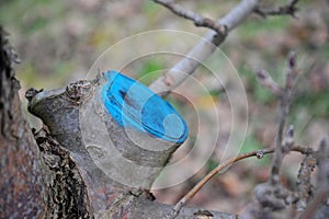 pruned  and protected apple tree in an orchard