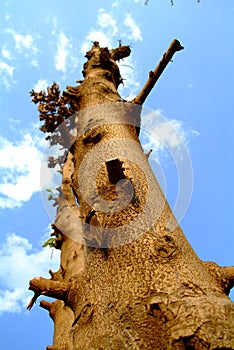 Pruned Tree