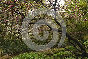 Pruned tree blossom in park