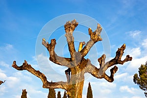 Pruned Tree on a Blue Sky with Clouds