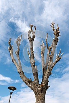 Pruned Tree on a Blue Sky with Clouds