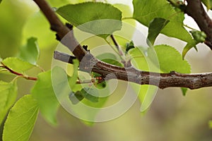 Pruned tree branch photo