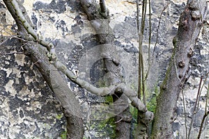 Pruned tree brunches against stone wall in winter