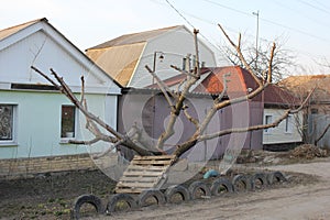 Pruned tree in front of private residential houses