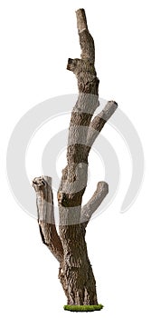 Cut out tree trunk. Pruned tree photo