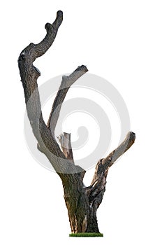 Cut out tree trunk. Pruned tree photo