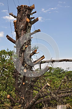 Pruned tree
