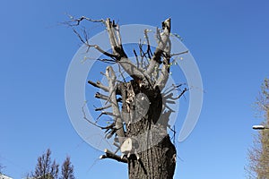 Pruned tree in spring sunny day against blue sky