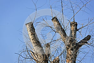 Pruned tree trunk