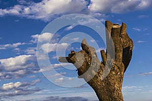 Pruned tree trunk with a cloudy blue sky in the background