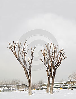 Pruned trees