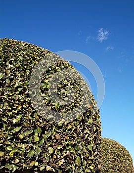 Pruned Trees on Blue Sky